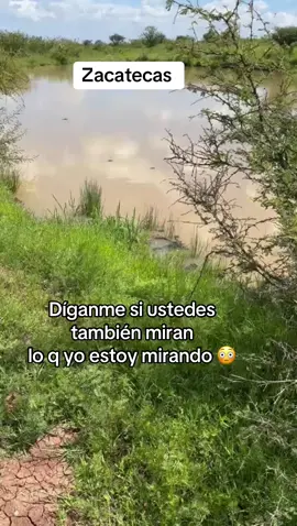 #lachacalosa7 #zacatecana🇲🇽 #rancho #vivora #sierra 
