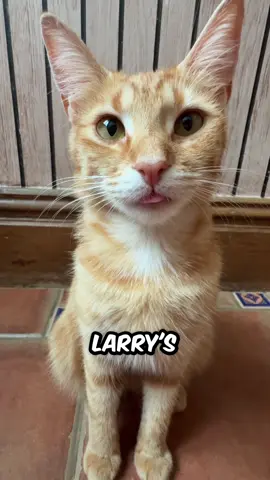Larry is missing 🙀 #pets #viral #funny #catmeme #fyp 