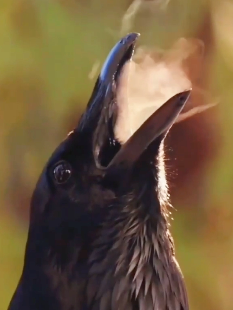 Amazing animals sounds #animals #amazon #wildlife #animalsworld  #nature #unitedstatesofamerica🇺🇸 #LIVEIncentiveProgram #GoLIVEGrowFast #PaidPartnership 