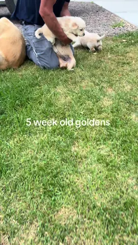5 week old goldens 