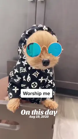 #onthisday  a throw back & we hope you like it 🐶🐾😂😍🩷💖 #fyp #PetsOfTikTok #yorkiesoftiktok #funny
