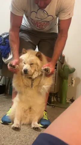 No fears. He’s the sweetest bestest chow chow boy ever #chowchow #floof #pawsup 