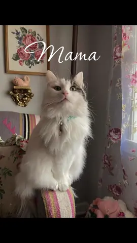 Jun said the heart wants what it wants I guess... #catsoftiktok 