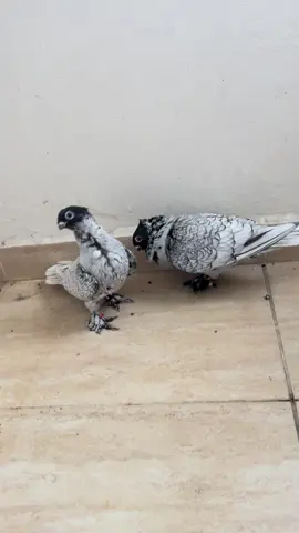 🔥🔥MAŞALLAH 🔥🖤🤍