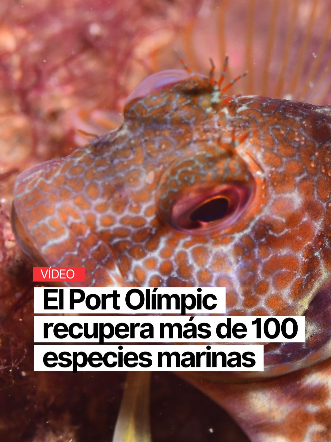 🌊 El Port Olímpic recupera más de 100 especies marinas en un año Hace un año era todo fango. Ahora según pones la aleta en el agua se avistan pulpos y anémonas, bancos de peces, coloridas rayas eléctricas. El Port Olímpic de Barcelona ya ha recuperado más de 100 especies marinas desde que fondeó 50 arrecifes de hormigón a apenas 40 metros de distancia del Dic de Recer.