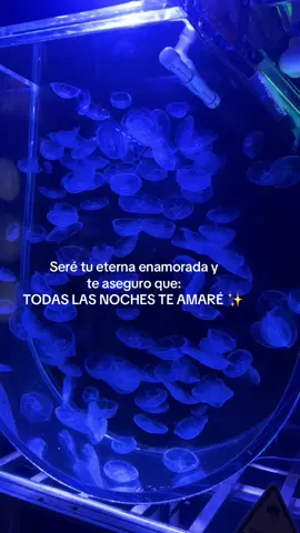 ✨🪼 #fy #miranda #perfecta #Love #viral 