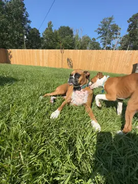 #itsacrazyboxerlife Chloe&Hollie 