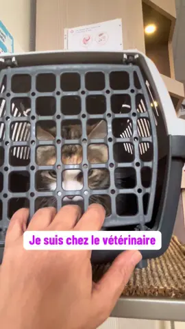 Cookie chez le vétérinaire – elle a besoin de vous 💔 Chaque vue, chaque like, chaque partage aide déjà beaucoup. Si vous voulez soutenir Cookie dans ses soins, le lien est dans ma bio. Merci pour votre bienveillance. #sauvetageanimaux #SterilisationChat #ChatSauvé #animauxdecompagnie #sauvetagecookie 