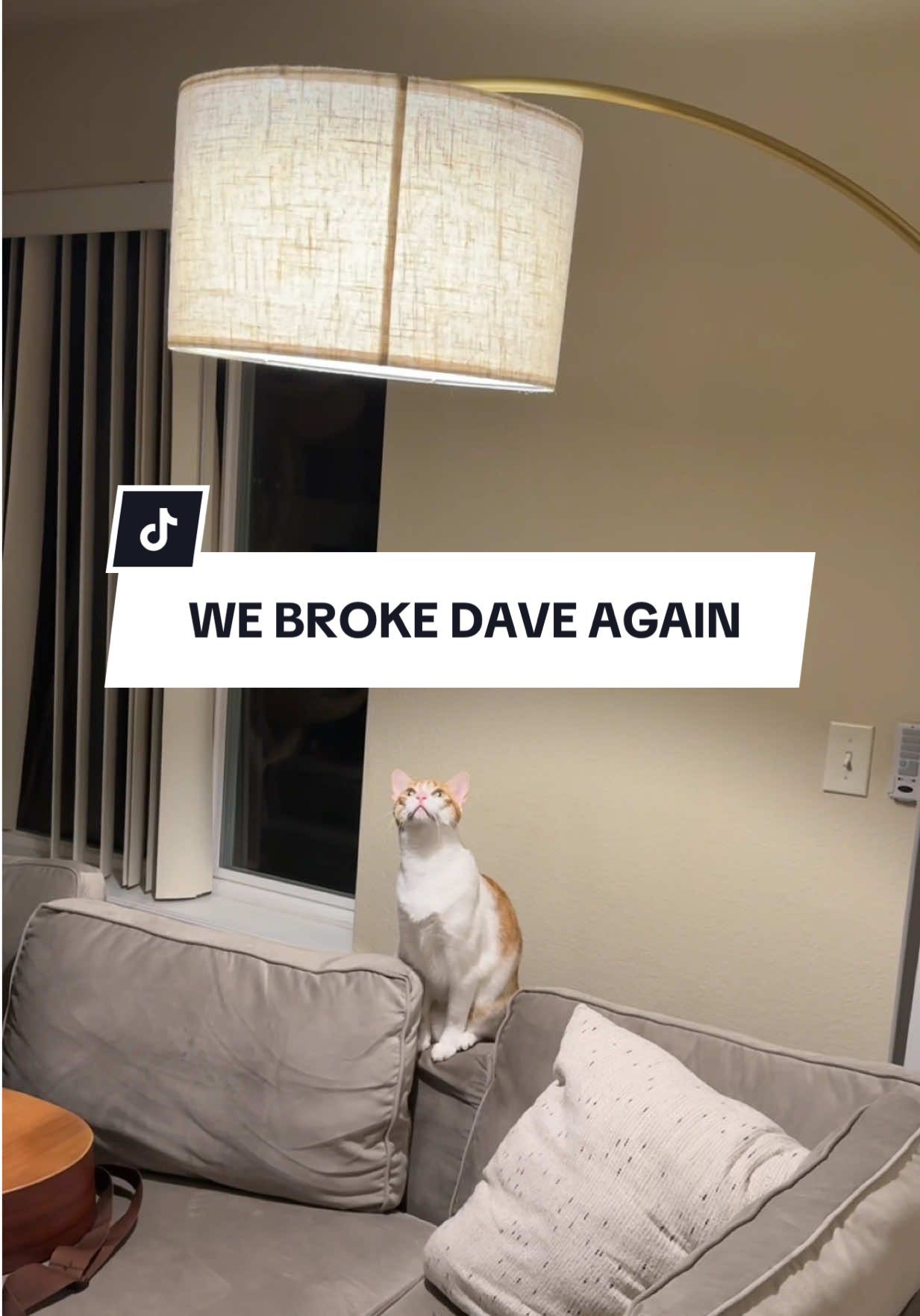 At least we’re never bored! And neither is Dave, clearly! #davethecat #orangecat #petlife 