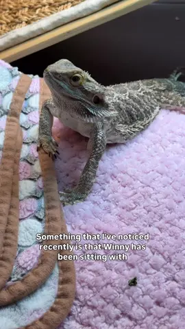 👏 Big win for Winny! Lately I’ve noticed she’s been sitting with her hands placed correctly instead of flopped over at the wrist. For a dragon living with muscular dystrophy, that’s a huge sign of progress and strength. 🦎💪These little posture changes might not seem like much, but they show how far she’s come. Every step (and every hand placement) matters. #beardeddragon #beardeddragonsofinstagram #reptilesofinstagram #reptilelove #lizardlife   