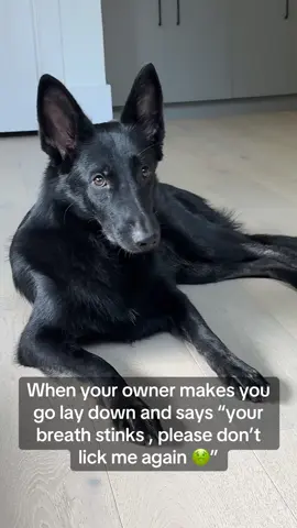 #wolfsheperdmix #germanshepherd #puppy