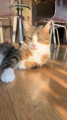 Cher journal - jour 136 - les infirmières #cherjournal #piloulechat #catsoftiktok #animaux #humour #infirmiere #sante #CapCut 