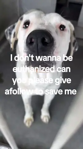 rwise will be euthanized! Keep sharing!🚨 💔 OUT OF TIME. THIS IS THEIR FINAL CHANCE 💔 💔🐾 Shawnee 🐾💔 📍 Devore Animal Shelter | ID: #A820130 🗓️ Intake: May 24 | Age: 2 years | Breed: Pit Bull/Dalmatian Mix ⏳ Set to be euthanized June 3 @ 2pm Shawnee is a beautiful 2-year-old pit bull/Dalmatian mix who came into the shelter as a stray. Now, just over a week later, she’s scheduled to be euthanized on June 3 at 2 PM—because she has a treatable cold and the shelter is out of space. She’s been labeled urgent and adoptable with a medical waiver. Her symptoms? Sneezing and green nasal discharge. That’s it. She’s on Doxycycline, eating and drinking normally, alert and responsive. During this short time, Shawnee hasn’t shown anything but sweetness. She’s young, gentle, and just needs a place to rest and recover. But unless someone steps up, her life will end before she ever gets that chance. 💔 This is not how a young, treatable, adoptable dog’s story should end. Not for a cold. 