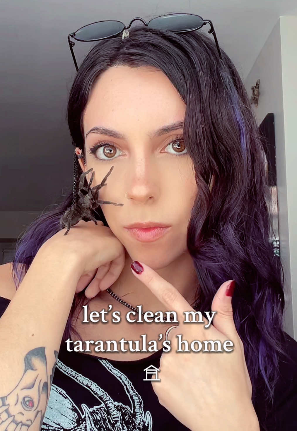 a clean home for the spooder :) #brazilianblacktarantula 