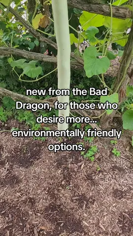 the #greendragon from the #baddragon #gardening #kimktok 