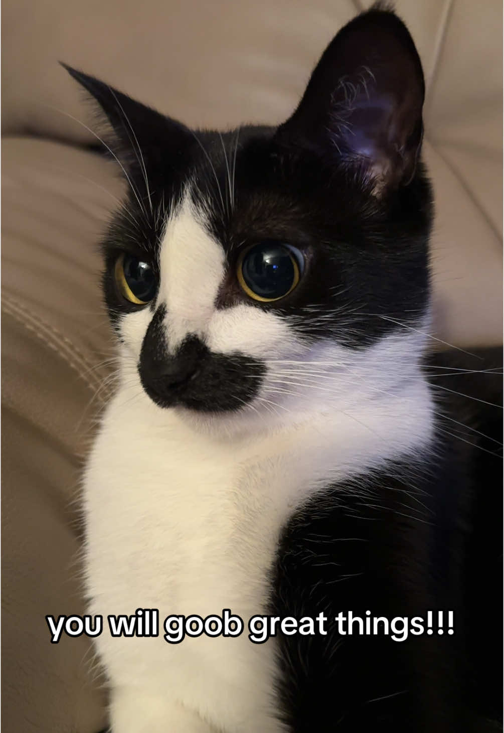 the goober is pleased today <3 rejoice!! . . . #goob #goobie #meow #meowmeow #funny #funnycat #silly #sillycat #aww #adorable #socute #kitty #cat #catvideo #catvids #meme #catmeme #catmemes #countgoobula #goobula #vamp #vampire #goth #gothic #viral #catsoftiktok #tiktokcats #tuxie #tuxedocat #tuxedocatsoftiktok 