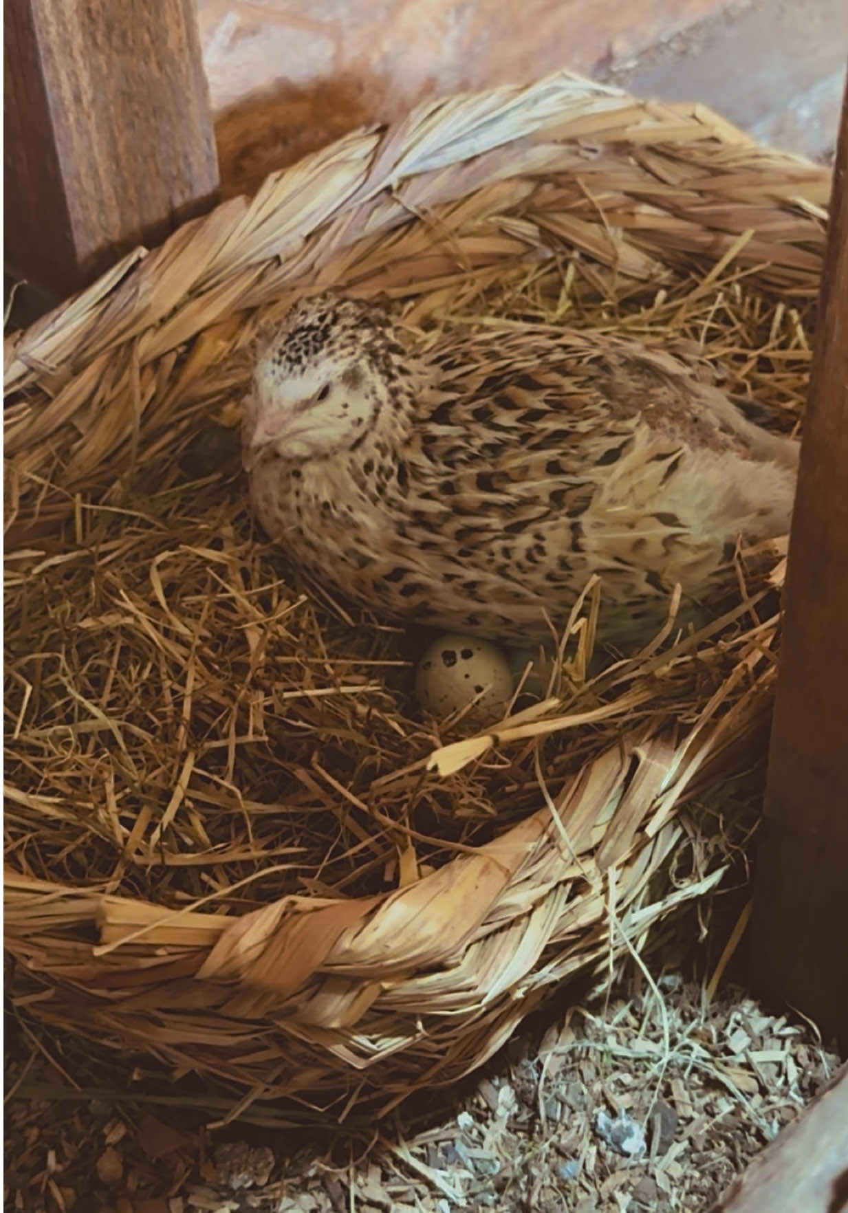 🥚🐥 Vorhin habe ich die fleißige Fanni beim Ei legen erwischt.🤭 Waren eure Damen heute auch schon fleißig?🥰 #wachteln #wachteleier #fyp #viral #quail                 