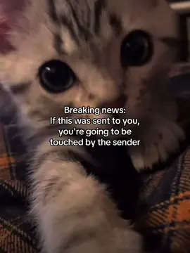 lmao #fyp #catmeme #joke #cattok #couple #Love #girlfriend #boyfriend #catsoftiktok #relateablememes   