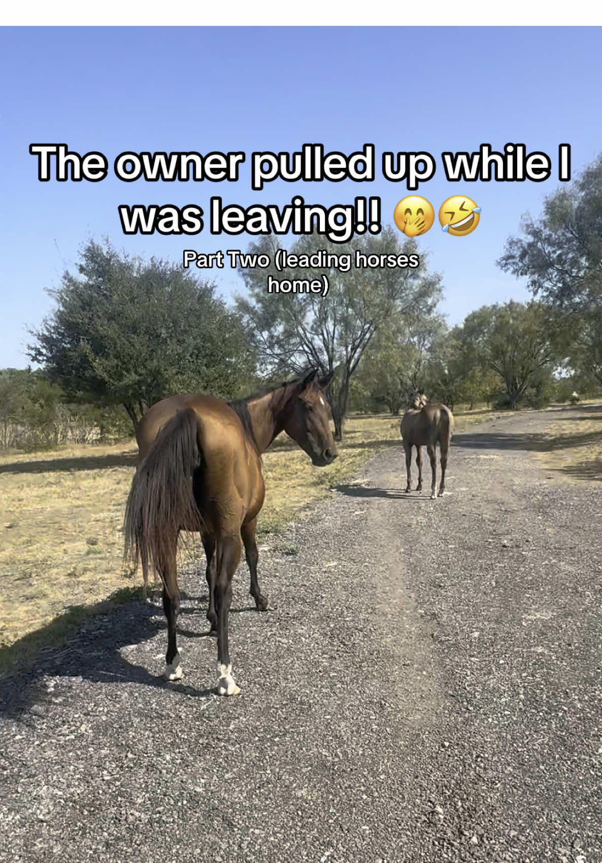 Part two, SO GLAD I was recording. He claims they are not his horses… If they don’t get the help they need soon what should I do? I just feel bad. #rescuehorses #horselife #bekind #horsesoftiktok #lostpets #horsepeople #equinevet #reality #adayinmylife #texas 