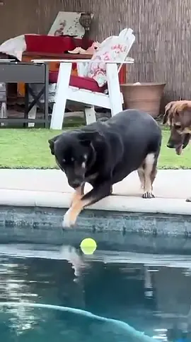 #pool#ball#dog#getit#yay 🥳