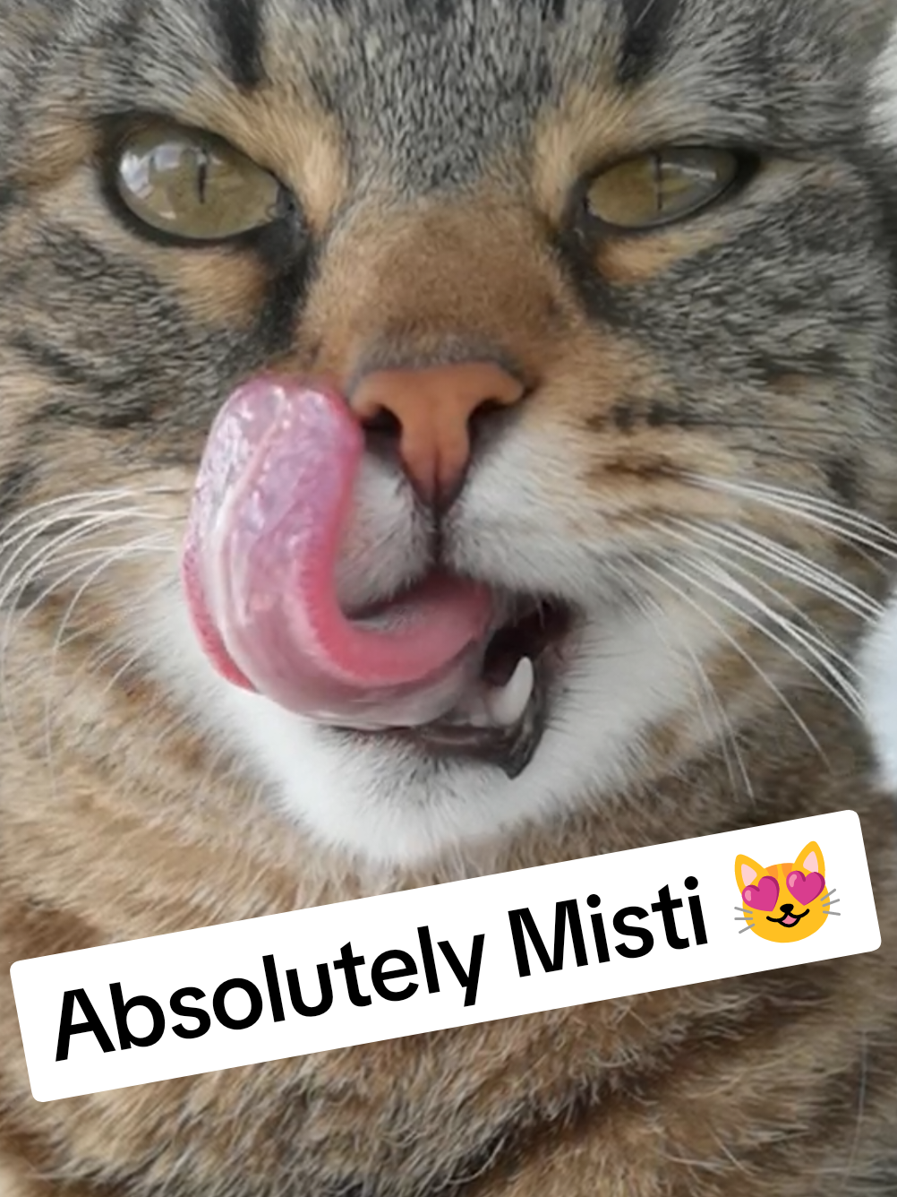Absolutely Misti 😻😋😻 Music by Misti Koh - Misti's Groove 💝  Check out Misti Koh and Dj Koh songs on all streaming platforms 💚🎶💚  #cat #catsoftiktok #fyp #viral 
