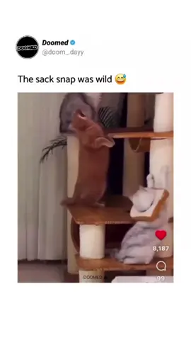 this was my instagram story this morning..thank god i didnt have coffee in my mouth. @doom_dayy  #catsoftiktok #fyp #orangecatbehavior #dogsoftiktok #catslovers 