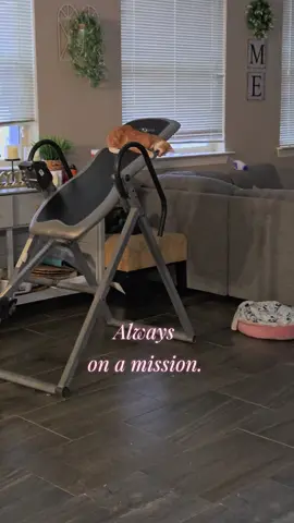 Always on a mission! #gingercat #cat 