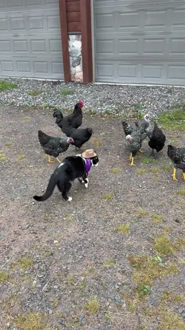 Meowdy purrtners. The new chickens are bullying Jack Spicer! Infraction 🚨  There was an issue with the audio so I had to re-edit. If you’re a fan of Jack Spicer’s kitty cat cowboy content please consider being a real cowpoke and subscribing to his Patreon linked in bio 😊 everything helps ❤️  #cat #cats #catsoftiktok #kittycat #cattok  