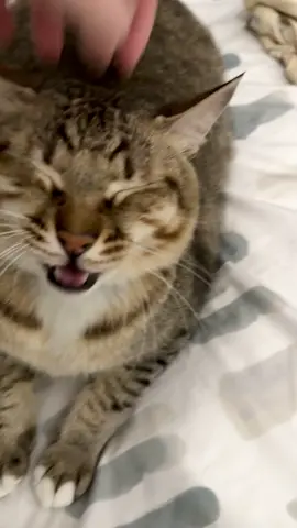 we were just cuddling 2 minutes before #cats #catsoftiktok 