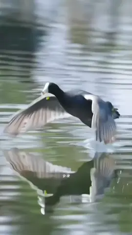 Beautiful birds #bird #nature #creatorsearchinsights #foryou #fyp 