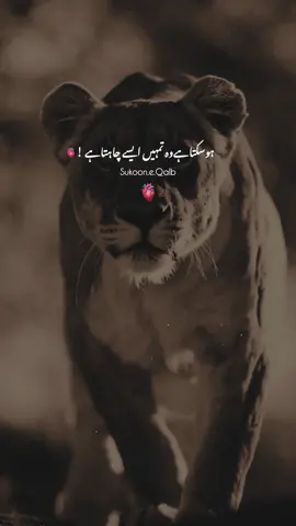 Kise Ka Dil Maat Dukhawo !🖤✨ #creatorsearchinsights 