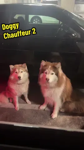 My babies are pros at this point🐶🚗 #huskylife 