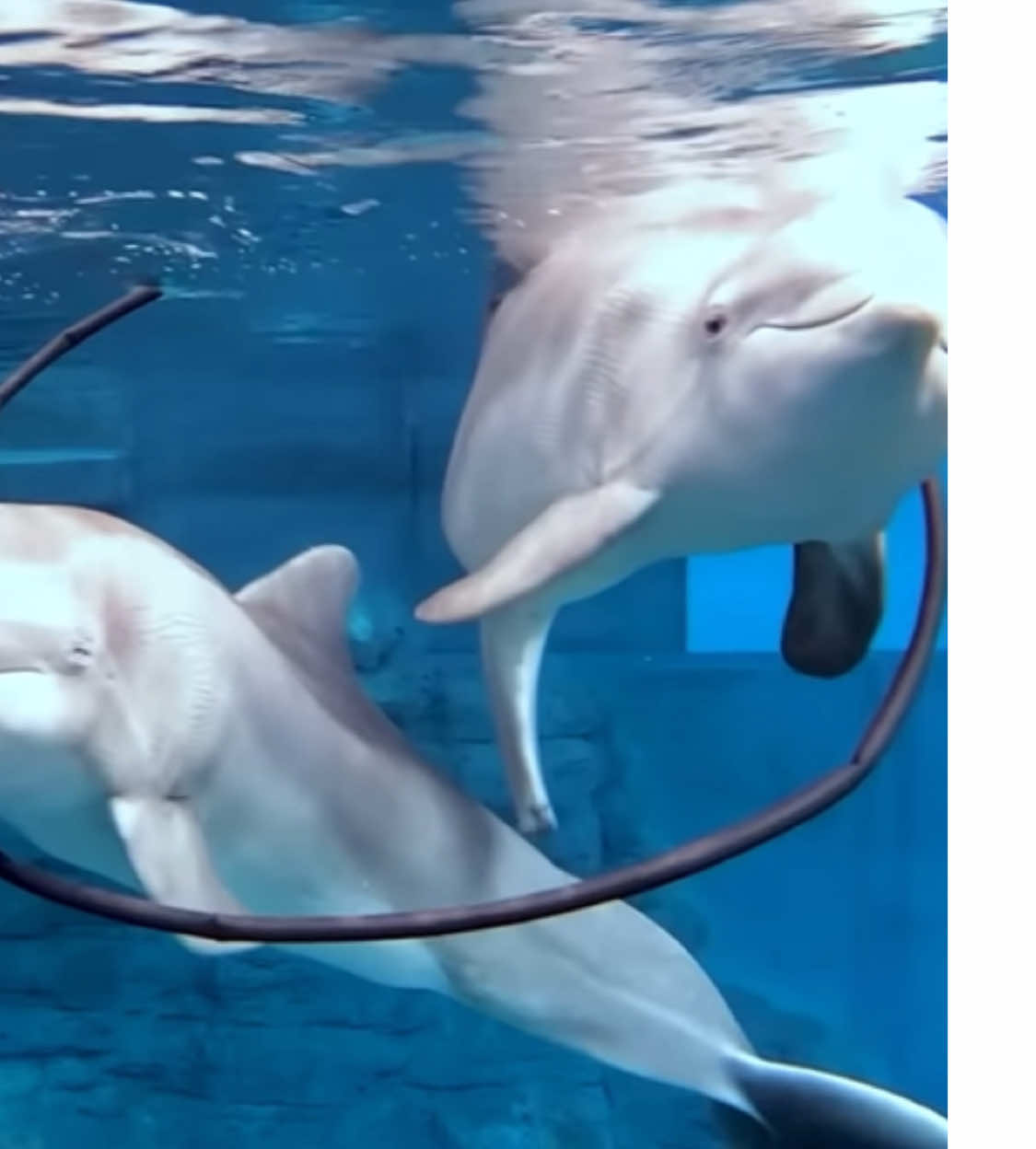 #winterthedolphin #winter #cma #winterthedolphinpassedaway #winterthedolphin❤ 