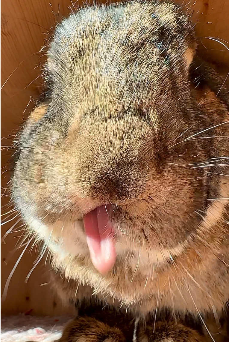 Tongue out 😛 ’cause being this cute is hard work Happy Tongue Out Tuesday 😛 #tongueout #cutebunny #toocute #cutepet #うさぎのいる生活