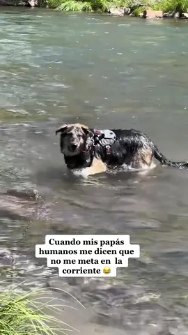 😅😅😅😅#fyp #parati #couplevlogssv🌸👩🏻‍❤️‍👨🏻🐶♥️ 