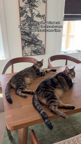 I call them spirit guides ✨ something is definitely up with these two #cats #anomaly #cattok 