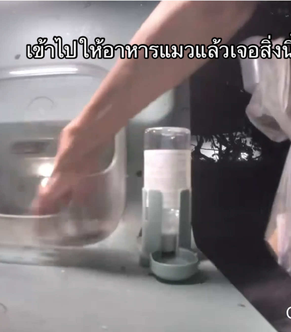 นี่คนดูแล หรือ พวกลักไก่อะงง ? 🥹 เหลือ 2-3 เม็ดก็กวาดเรียบ #ทาสแมว #purr #ให้อาหารแมวออนไลน์ 