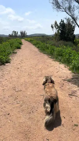 My little trail baby 💖  #dogsoftiktok #dachshund 