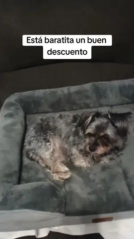#LIVEIncentiveProgram #LIVEStory #PaidPartnership mi perrita ñuisa#paratiiiiiiiiiiiiiiiiiiiiiiiiiiiiiii 
