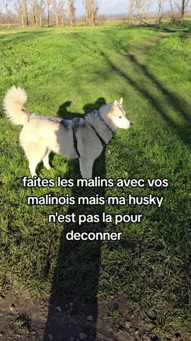 soyez prêt pour l'attaque fin de video  #huskysiberiano #siberien #dogsoftiktok #chiendedefense #tupeuxpastest 
