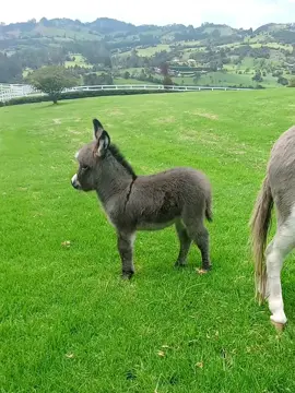 The happy little donkey 😊 #littledonkey #minidonkey #babydonkey #donkey #cute #baby 
