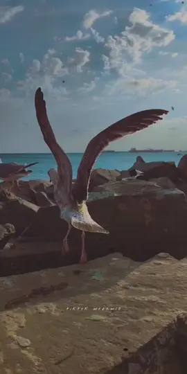 #fypシ #عجوز_عشرينية #explore #fypシ゚viral🖤tiktok #CapCut @عجوز عشرينية🐣 