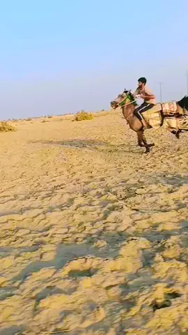#السماوه_الوركاء 