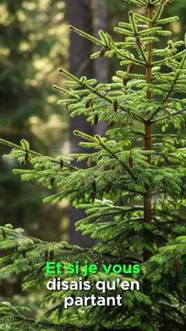 #creatorsearchinsights Sapin de Noël #jardin #garden #gardentok #gardening 