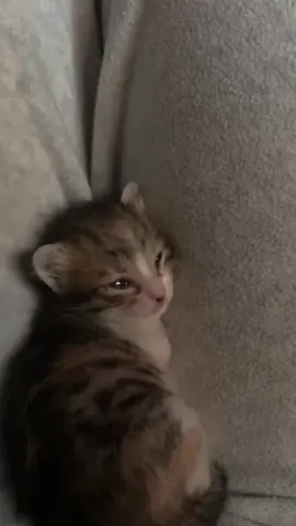🥺 (song: ilyTOMMY - forever) #ilytommy #ilytommyforever #catsoftiktok #sadmusic #tiktok 