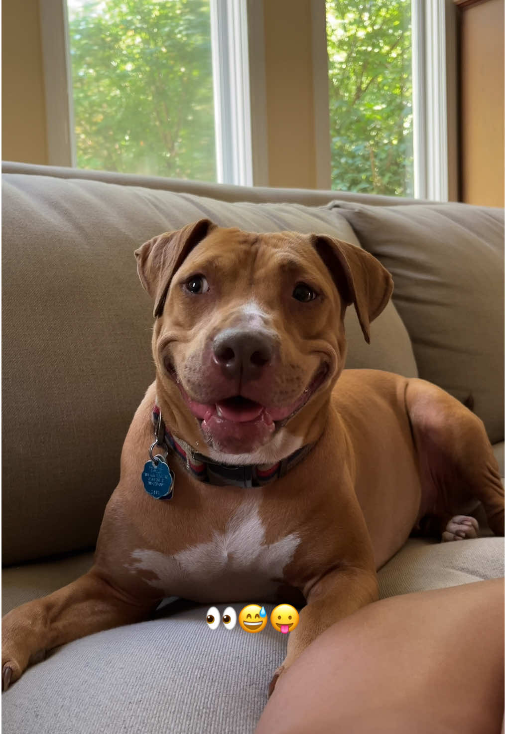 seeing how she reacts to being called a good girl💕💕 #dogsoftiktok #goodgirl 