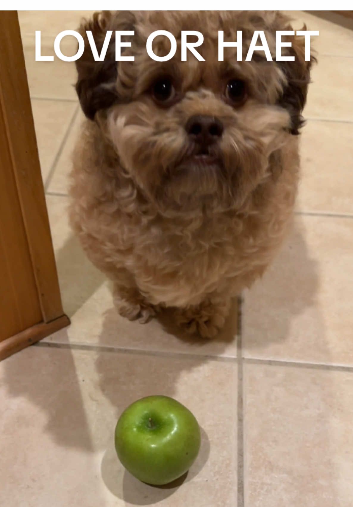 green apple is not gremlin approved at all #fypdog #dogmeme #lilmaxdog 
