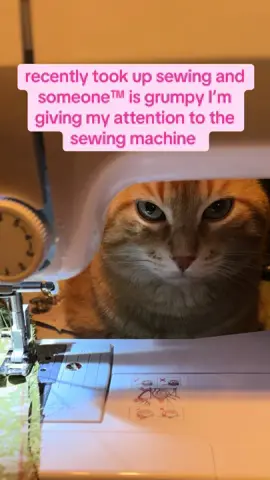 Acting like he doesn’t get love every other time of the day 🤣 #sewing #catsoftiktok #cats #crafting 