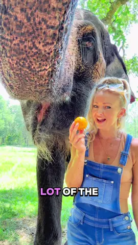She likes to eat the whole fruit peel and all !! #Elephant #MyBestFriendIsAnElephant #animalsoftiktok #ElephantLover 
