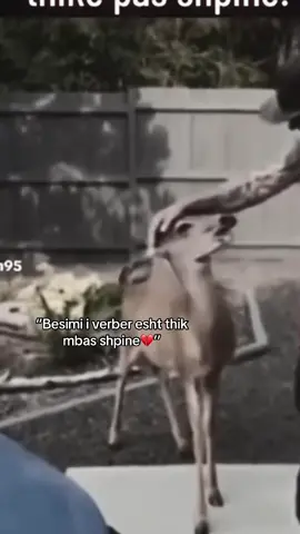 #viralvideo #orginal #tik_tok #ikviralsetqr😂 #kapfyptqifsharopt 